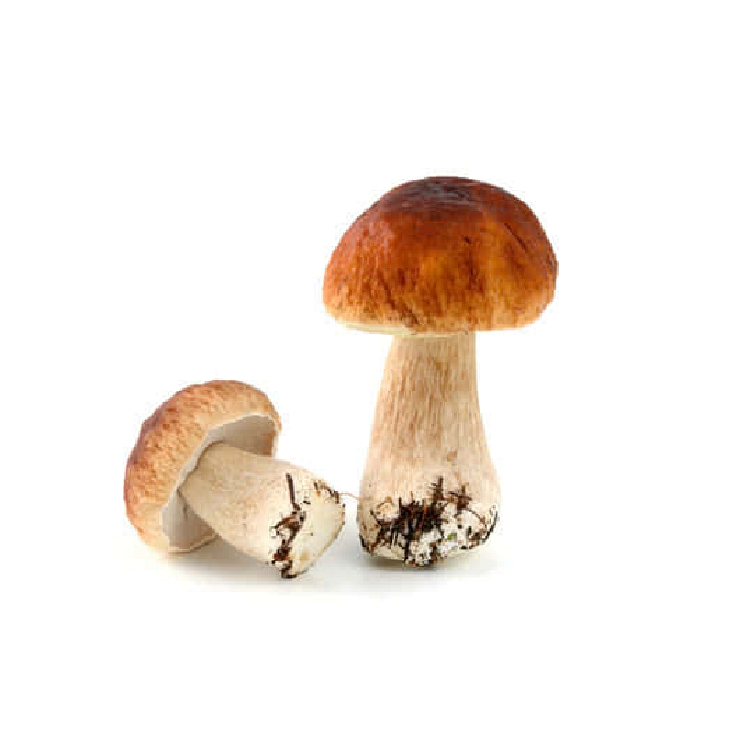 Boletus Edulis Gabemar